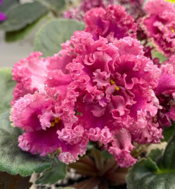 yeşil yaprakları ile mor çiçekler