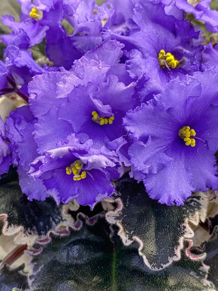 Violetta Blommor Med Gröna Blad — Stockfoto