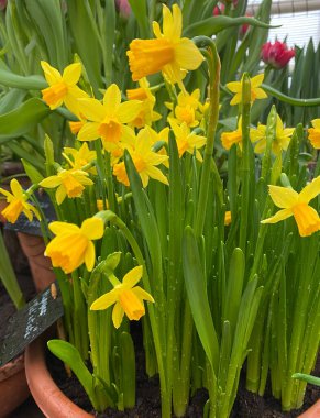  Bahar bahçesindeki nergisler