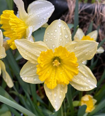  Bahar bahçesindeki nergisler
