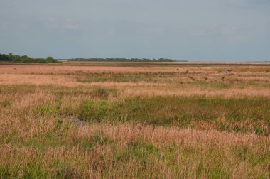 Uzun otların arasından geçen bir araba