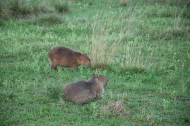 Arjantin, Corrientes 'in bitki örtüsü ve faunası, bataklıklarda dinlenen ve beslenen iki kapibara.