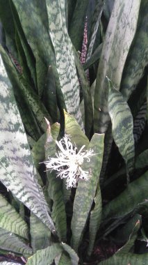 Sansevieria trifasciata çiçeği, espada-de-So Jorge, Sao Paulo, Brezilya