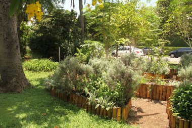 Sebze bahçesinde, halk bahçesinde, Sao Paulo 'da, Brezilya' da çitlerde yetişen çeşitli otlar ve salata sebzeleri.