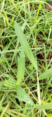 Çimen dokusu, Sao Paulo, Brezilya