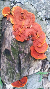 Ağaç gövdesinde parlak turuncu mantar, Sao Paulo, Brezilya