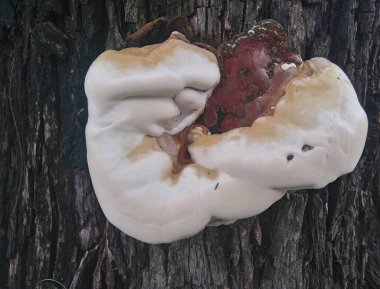 Ağaç gövdesinde parlak mantar, Sao Paulo, Brezilya