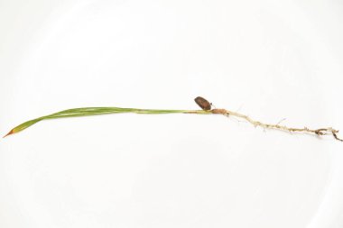 Beyaz arka planda Phoenix tohumu, Sao Paulo, Brezilya