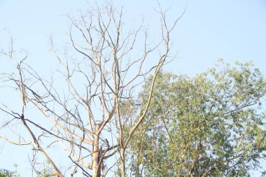 Ağaç detayı; yeşil ve kuru; Sao Paulo; Brezilya