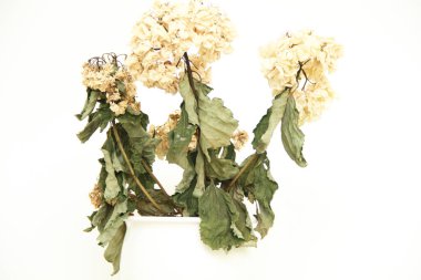 Vazodaki beyaz solmuş çiçek, Sao Paulo, Brezilya