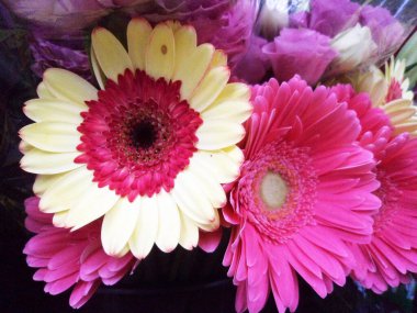 Beyaz telif alanı üzerinde renkli çiçek demeti, Sao Paulo, Brezilya                               