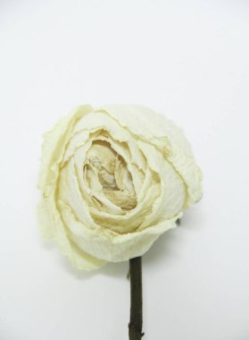 Beyaz arka planda beyaz gül, Sao Paulo, Brezilya