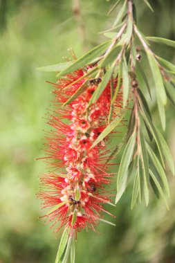 Bahçedeki kırmızı çiçek, Sao Paulo, Brezilya