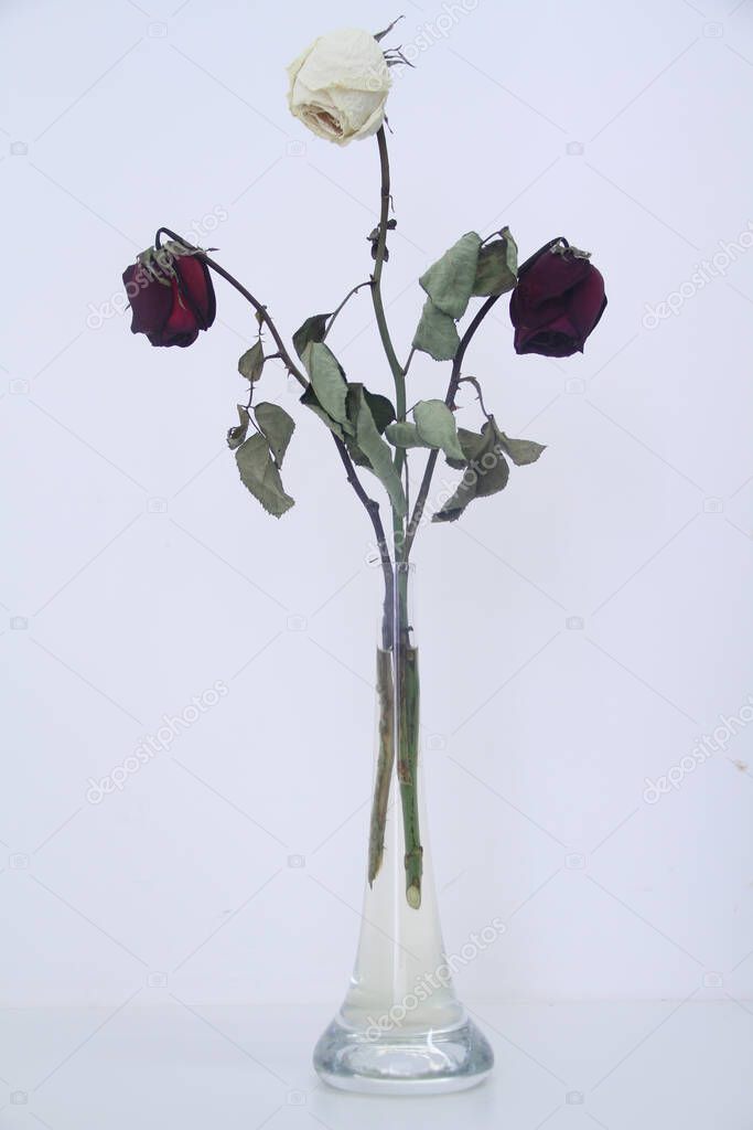 Red and white dry roses  in vase, Sao Paulo, Brazil