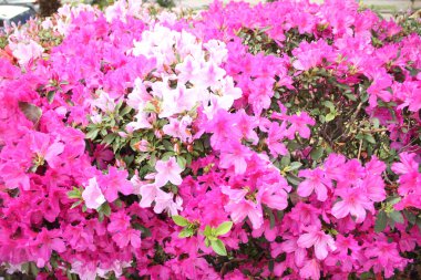 Yakın plan pembe çiçekli Rhododendron - Baharda Azalea çalısı, Sao Paulo, Brezilya