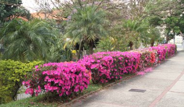 Yakın plan pembe çiçekli Rhododendron - Baharda Azalea çalısı, Sao Paulo, Brezilya