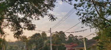 Köprü, Brezilya 'nın Sao Paulo kentindeki hayvanların korunmasını askıya aldı.