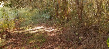 Ağaçlar, Ibiuna, Sao Paulo, Brezilya