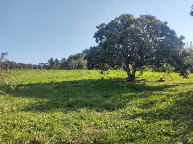 Ağaç gölgesi, gün doğumu, sabah Sao Paulo, Brezilya