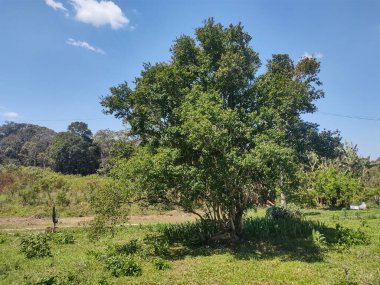 Ağaç gölgesi, öğleden sonra, Sao Paulo, Brezilya