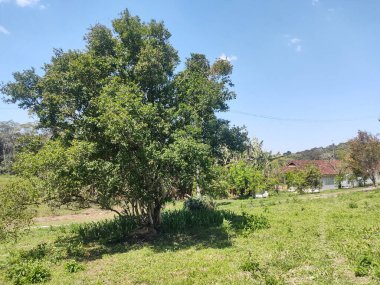 Ağaç gölgesi, öğleden sonra, Sao Paulo, Brezilya