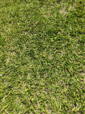 Çimen arka planı, Sao Paulo, Brezilya