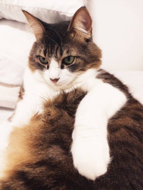 Evcil kedi, Sao Paulo, Brezilya