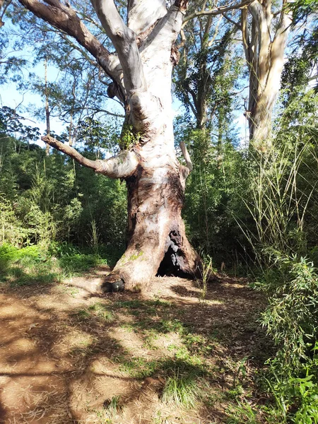 Ağaçlar, Ibiuna, Sao Paulo, Brezilya