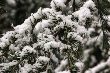Kartaneleriyle kaplı bir çam ağacının dalları. Kış manzarası. Kar yağıyor. Seçici odak.