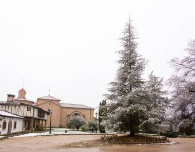 Dallarında kar olan tropik palmiye ağaçları. Beyaz bir arka planda izole edilmiş. Kış. Seçici odak. 