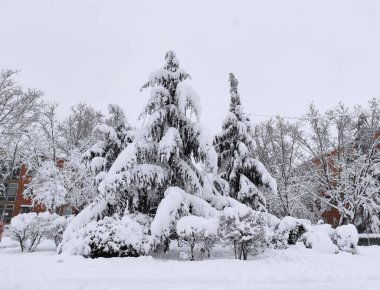 Karlı şehir manzarası. Çam dalları karla kaplı. Peyzaj.