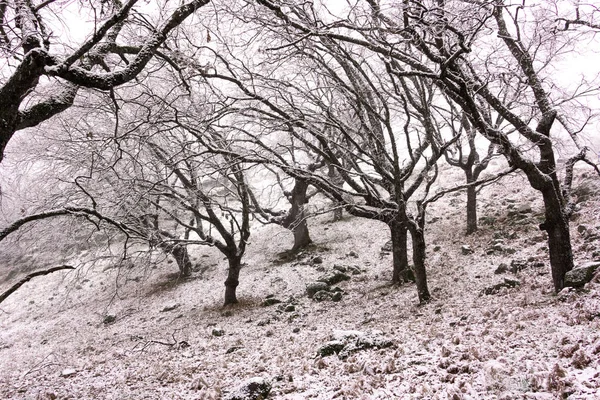 冬の風景 雪とオークの森を残します 山側だ 雪片を持つ木の枝 選択的焦点 — ストック写真