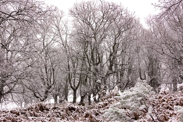 Зимний Пейзаж Дубовый Лес Листьев Снегом Гора Ветви Деревьев Снежинками — стоковое фото