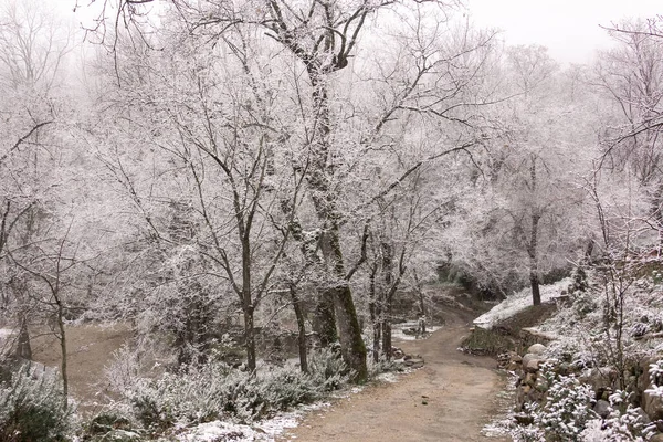 Paisagem Inverno Caminho Entre Árvores Uma Floresta Nevada Neve Foco — Fotografia de Stock
