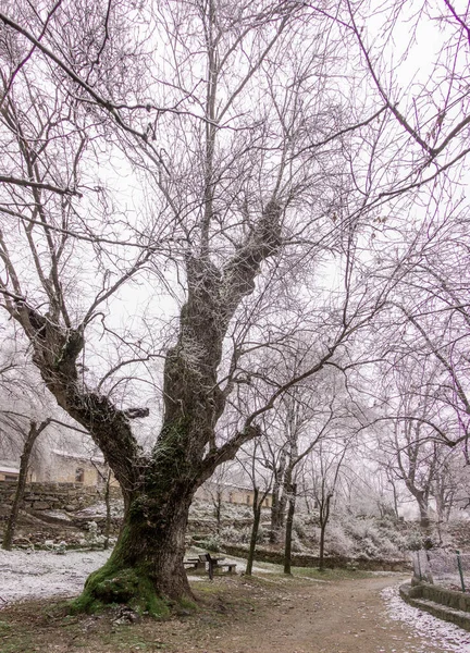 Paisagem Inverno Grande Carvalho Com Neve Casas Fundo Paisagem Rural — Fotografia de Stock