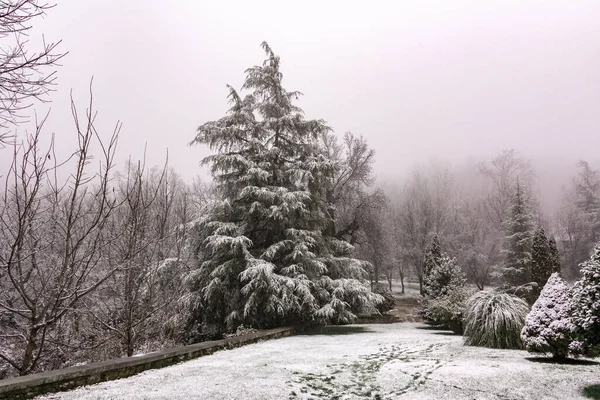 Paisagem Inverno Pinheiro Com Neve Ramos Cobertos Neve Foco Seletivo — Fotografia de Stock