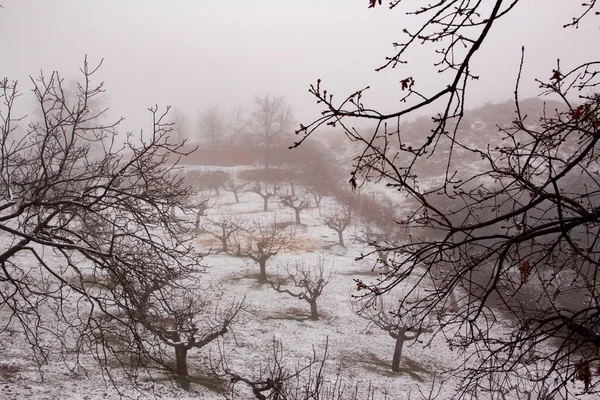 Paisagem Inverno Plantação Árvores Frutíferas Com Neve Foco Seletivo Fundo — Fotografia de Stock