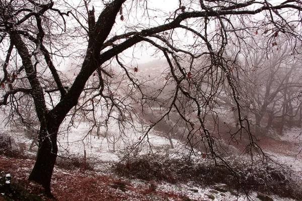 Vinterlandskap Bladlös Ekskog Med Snö Berget Grenar Träd Med Snöflingor — Stockfoto