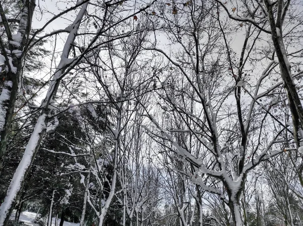 Floresta Cidade Inverno Parque Com Neve Paisagem Inverno Ramos Árvores — Fotografia de Stock