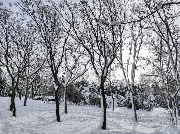 Floresta Cidade Inverno Parque Com Neve Paisagem Inverno Ramos Árvores — Fotografia de Stock