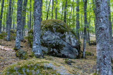 Ormandaki büyük kaya.
