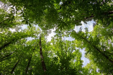 Yeşil ağaç tepeleri. Chestnut Ormanı. Yapraklar.