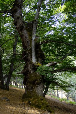 Yüzüncü yüzyıl kestane ağacı gövdeleri.
