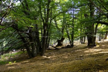 Yüzüncü yüzyıl kestane ağacı gövdeleri.