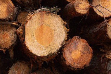 Ağaç gövdesini kes. Ağaç kesimi. Yakacak odun. Tahta. Seçici odak.