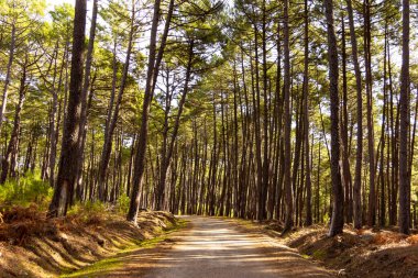 Çam ormanının içinden geçen yol ya da dağ yolu. Güçlü gölgelerle güneşli bir gün. Belirsiz gelecek. Hedef.