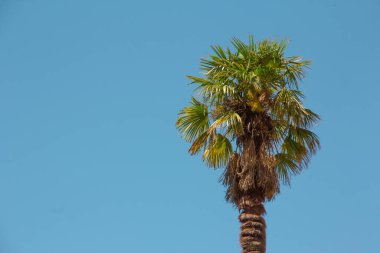 Mavi gökyüzünde palmiye ağacı. Geçmişi. İzole edilmiş.