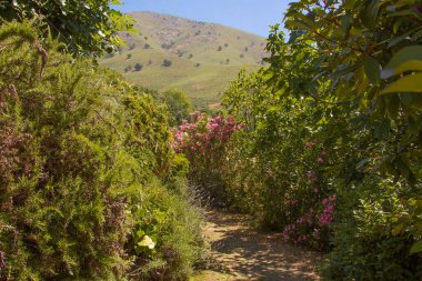 Yol çiçekler ve bitkilerle çevrili..