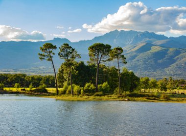 İç kesimlerdeki bir gölün kıyısında ağaçlar.