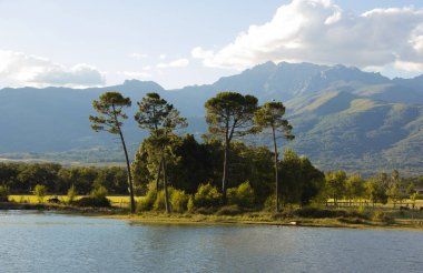 İç kesimlerdeki bir gölün kıyısında ağaçlar.